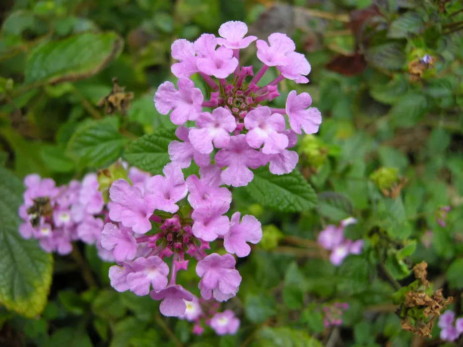 Lantana