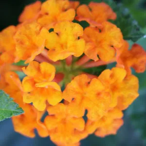 Lantana