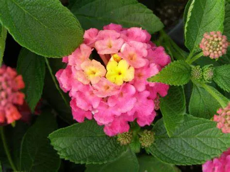 Lantana