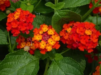 Lantana